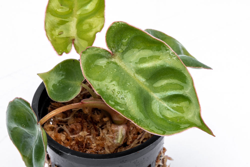 Philodendron Billietiae - Bare Root - Glass Aqua