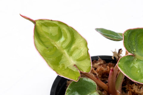 Philodendron Billietiae - Bare Root - Glass Aqua