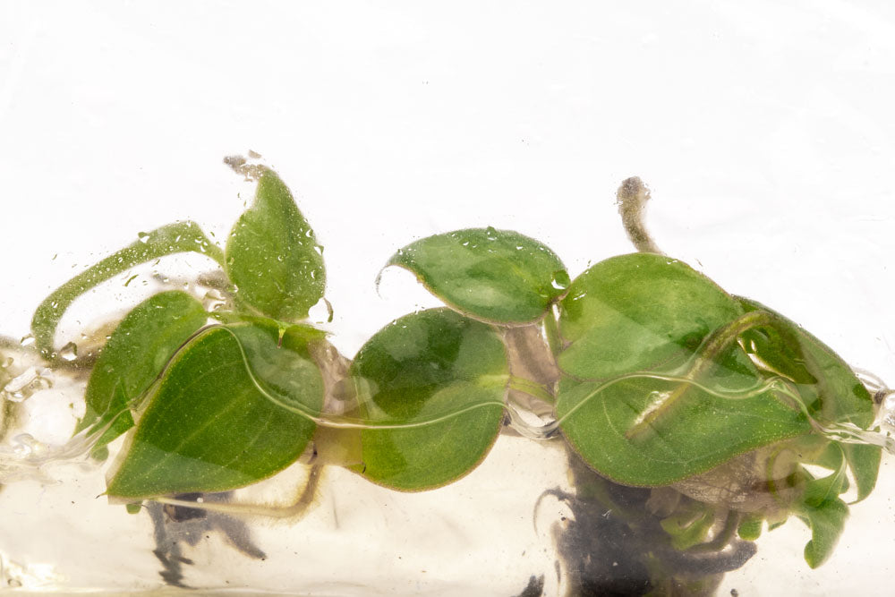 Philodendron Billietiae | Rare Aroid House Plants - Glass Aqua