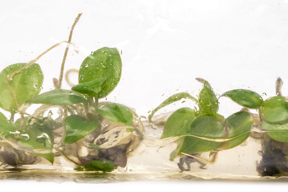 Philodendron Billietiae | Rare Aroid House Plants - Glass Aqua