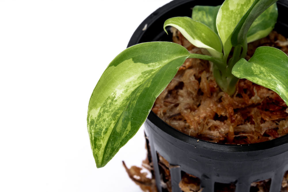 Philodendron Burle Marx Variegated - Bare Root - Glass Aqua