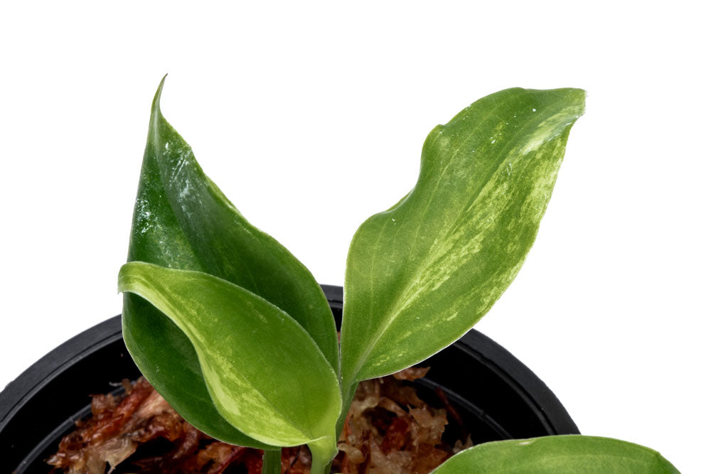 Philodendron Burle Marx Variegated - Bare Root - Glass Aqua