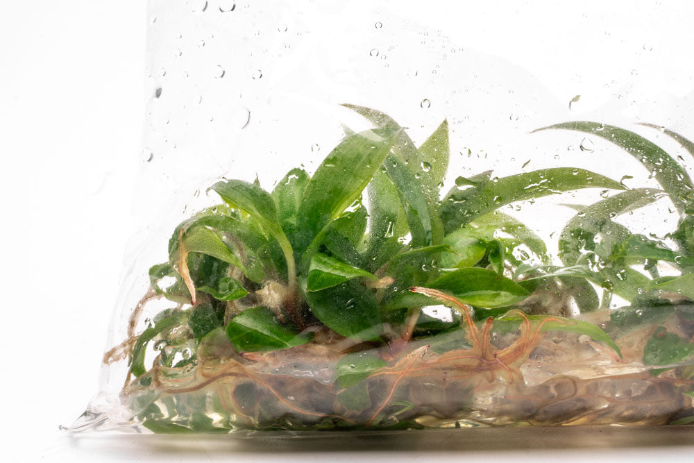 Philodendron Caramel Marble Tissue Culture | Rare Aroid - Glass Aqua