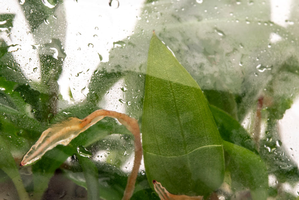 Philodendron Caramel Marble Tissue Culture | Rare Aroid - Glass Aqua