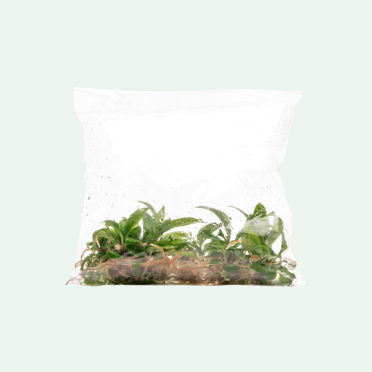 Philodendron Caramel Marble Tissue Culture | Rare Aroid - Glass Aqua