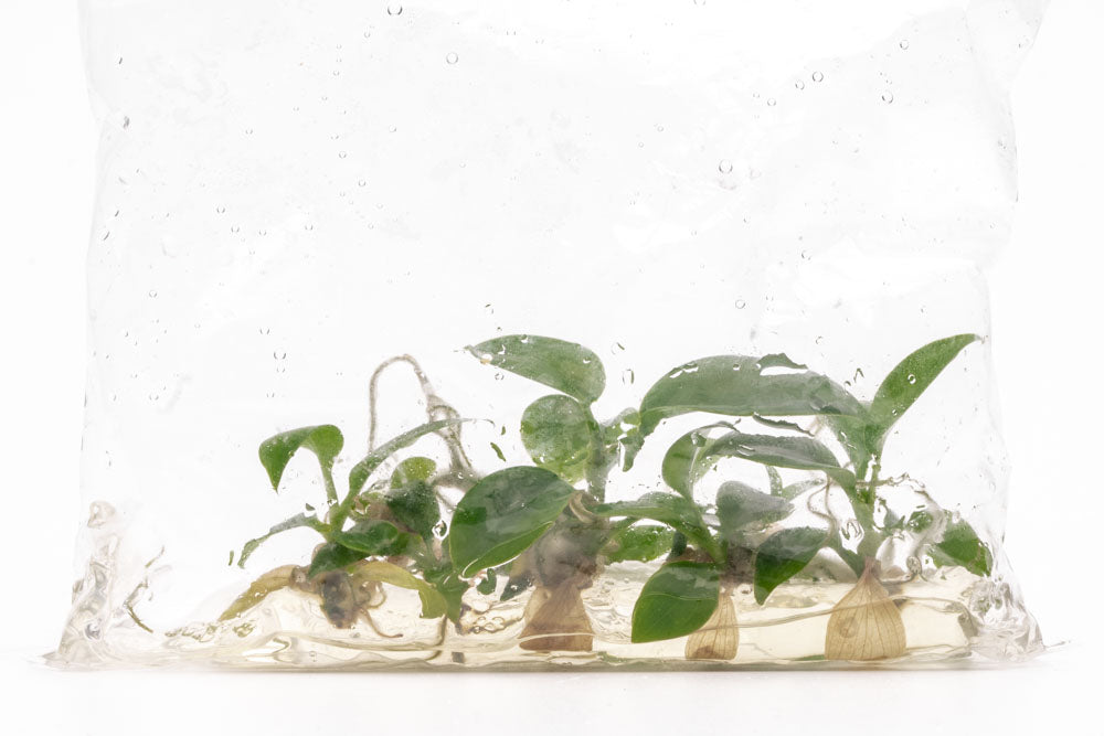 Philodendron Florida Beauty | Rare Aroid House Plant - Glass Aqua