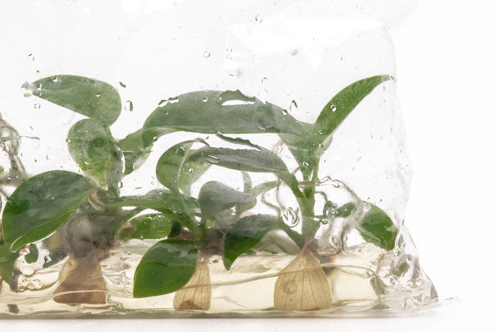 Philodendron Florida Beauty | Rare Aroid House Plant - Glass Aqua
