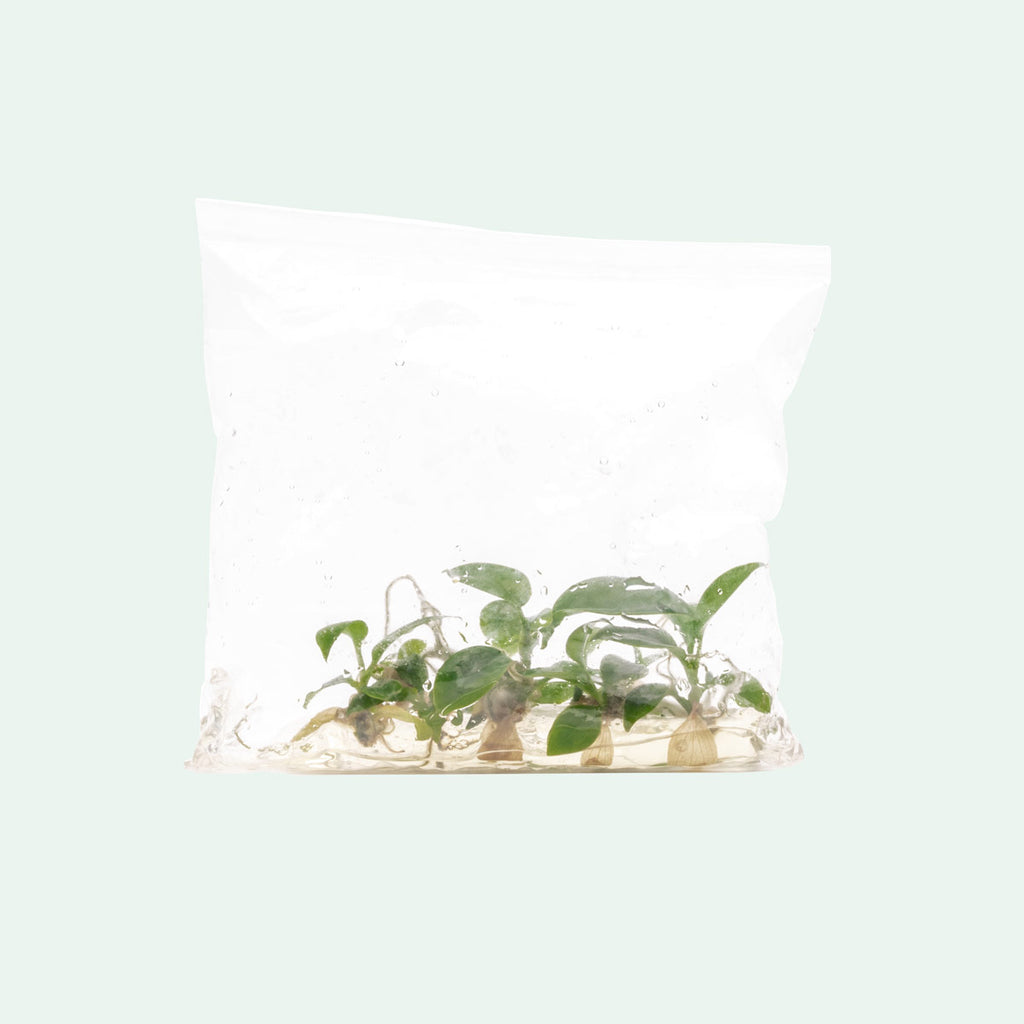 plastic plant florida Philodendron Florida Beauty | Rare Aroid House Plant