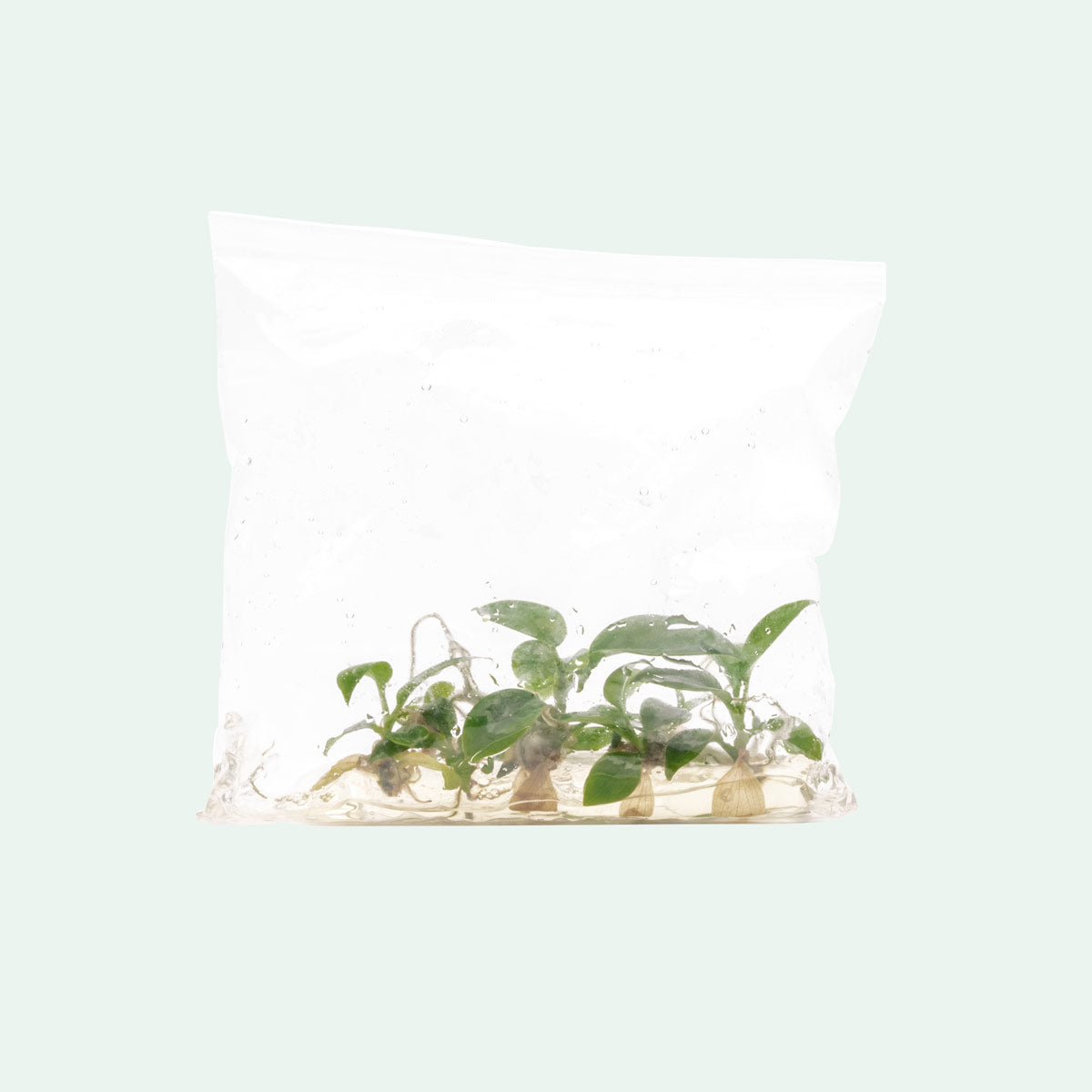 Philodendron Florida Beauty | Rare Aroid House Plant - Glass Aqua