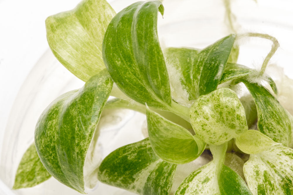 Philodendron Giganteum Variegated | Rare Aroid House Plant - Glass Aqua