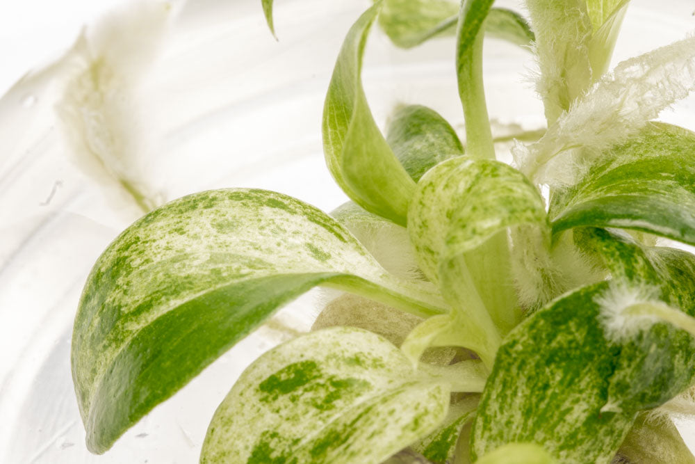 Philodendron Giganteum Variegated | Rare Aroid House Plant - Glass Aqua