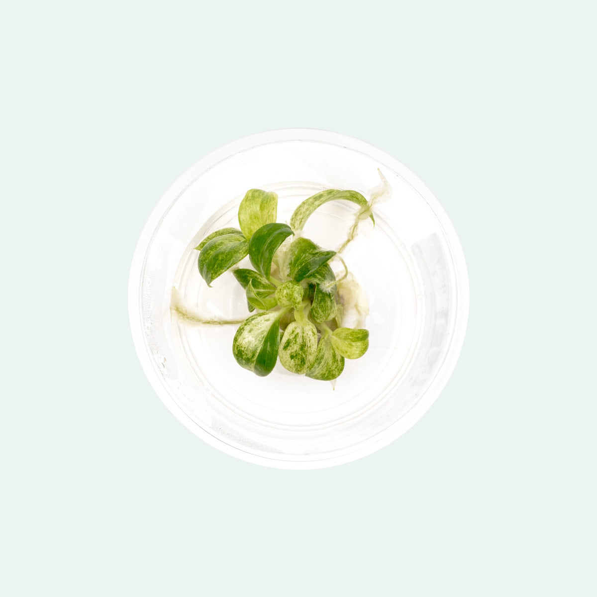 Philodendron Giganteum Variegated | Rare Aroid House Plant - Glass Aqua