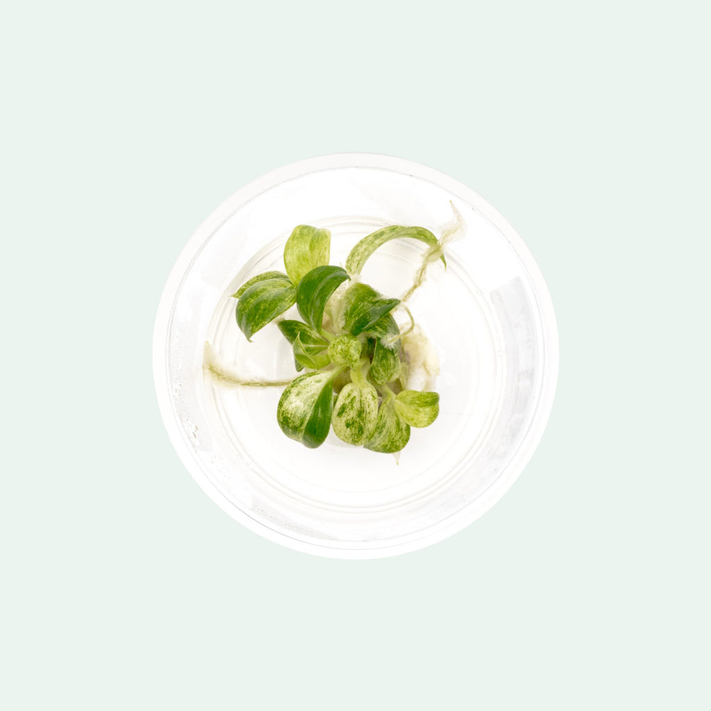 Philodendron Giganteum Variegated | Rare Aroid House Plant - Glass Aqua
