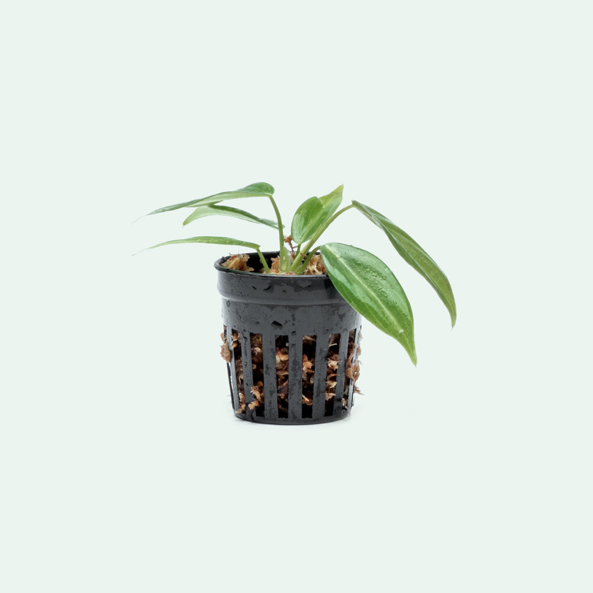 Philodendron Gigas - Bare Root - Glass Aqua