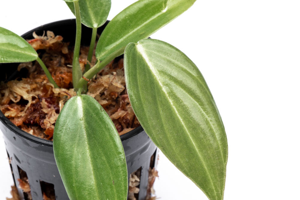 Philodendron Gigas - Bare Root - Glass Aqua