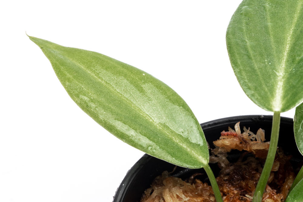 Philodendron Gigas - Bare Root - Glass Aqua