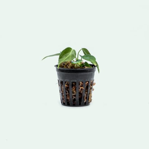 Philodendron Glorious - Bare Root - Glass Aqua