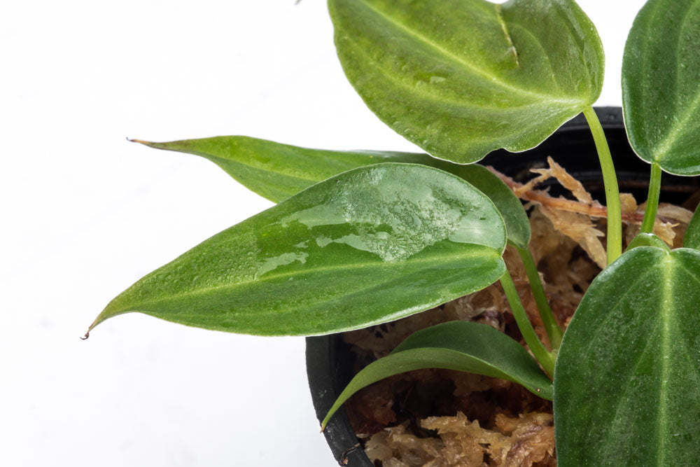Philodendron Glorious - Bare Root - Glass Aqua
