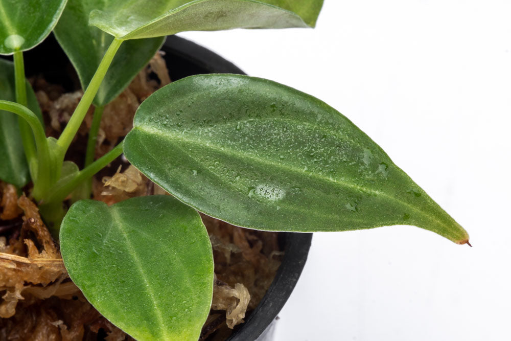 Philodendron Glorious - Bare Root - Glass Aqua