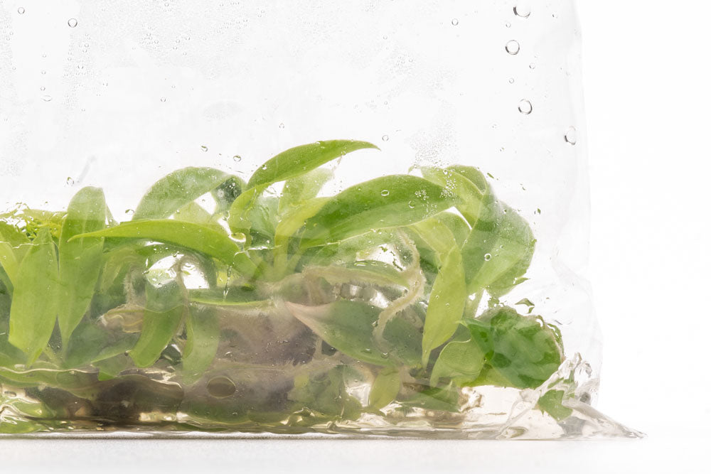 Philodendron Golden Saw | Aroid House Plants - Glass Aqua