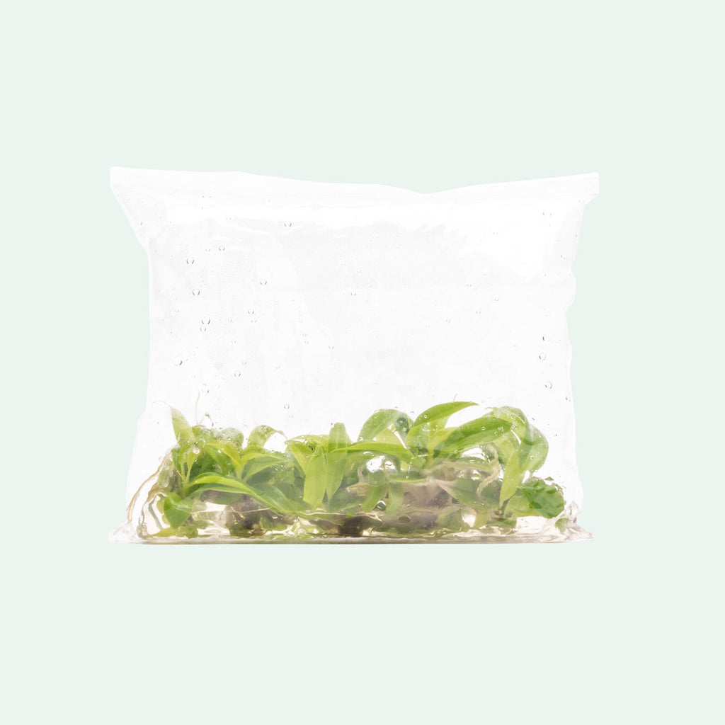 Philodendron Golden Saw | Aroid House Plants - Glass Aqua