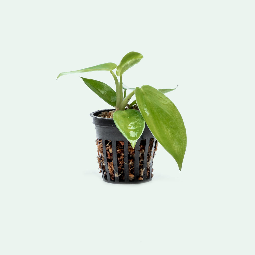 philodendron jerry horne mature Philodendron Jerry Horne