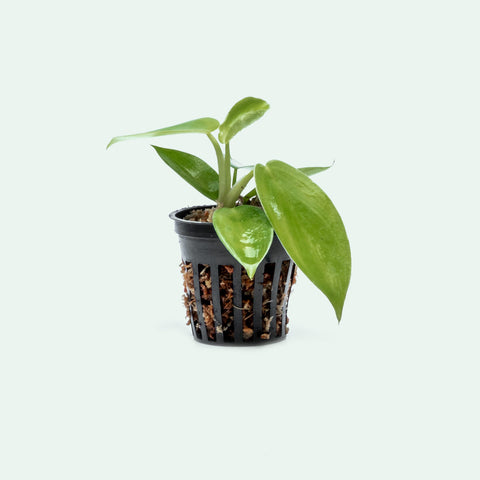 Philodendron Jerry Horne - Bare Root - Glass Aqua