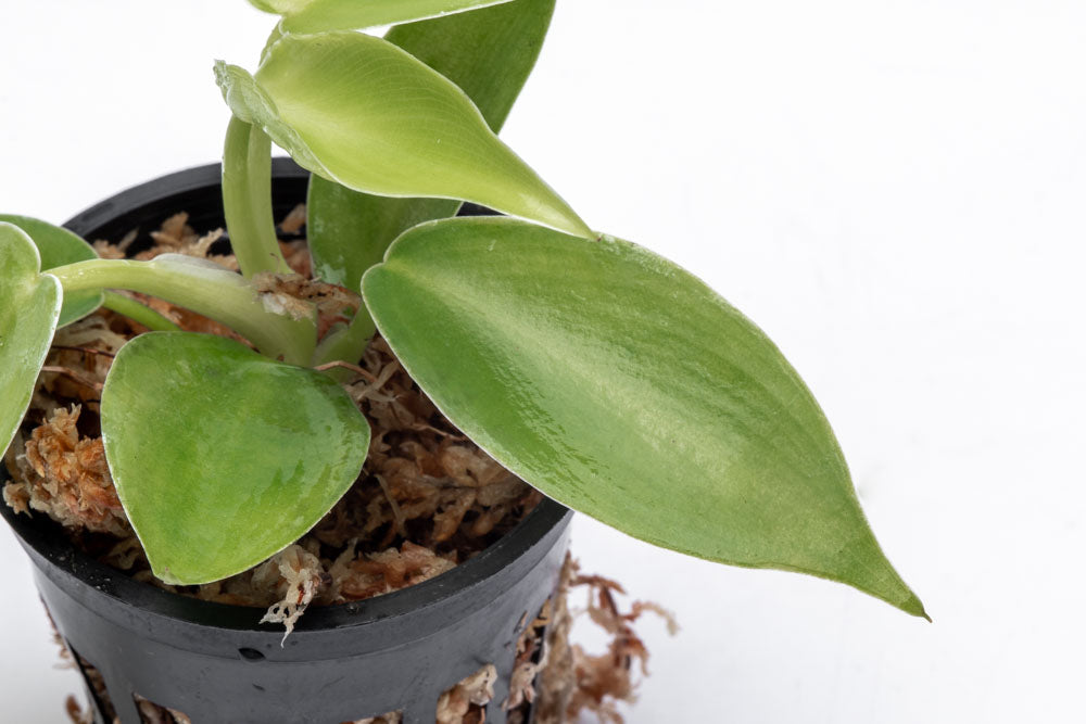 Philodendron Jerry Horne - Bare Root - Glass Aqua