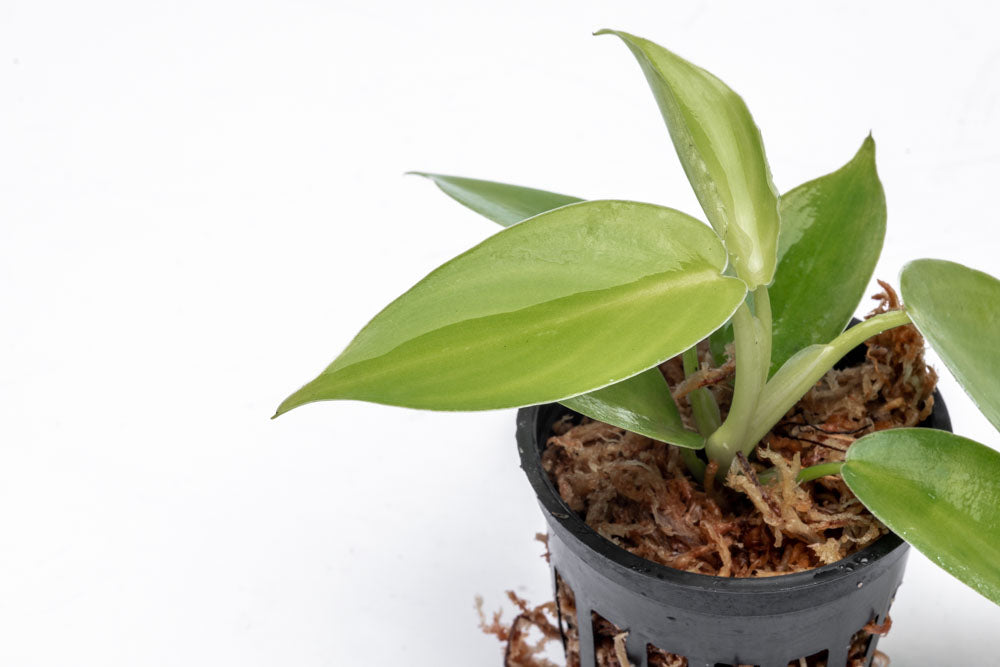 Philodendron Jerry Horne - Bare Root - Glass Aqua