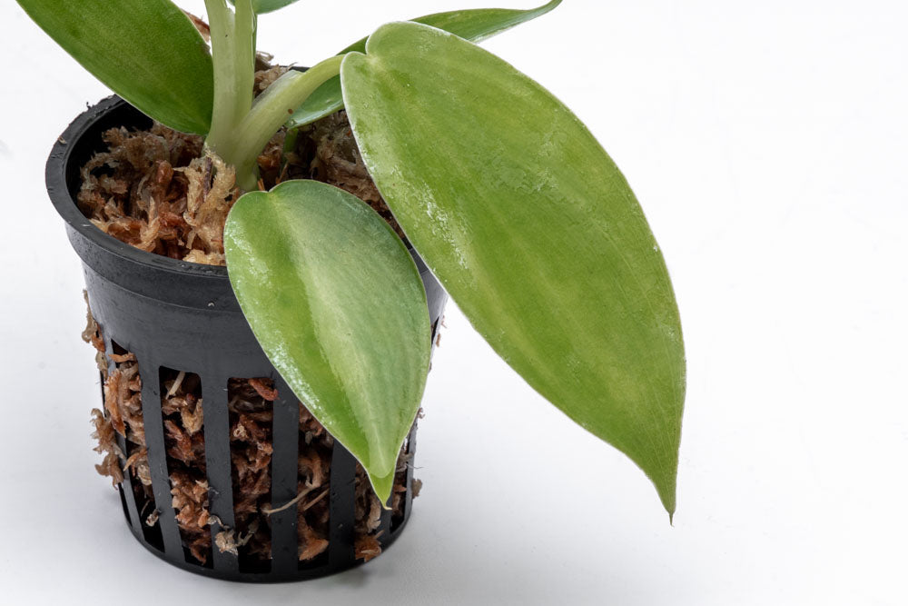 Philodendron Jerry Horne - Bare Root - Glass Aqua