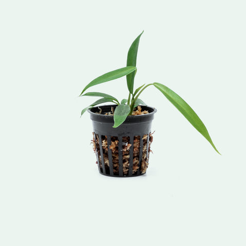 Philodendron Joepii - Bare Root - Glass Aqua
