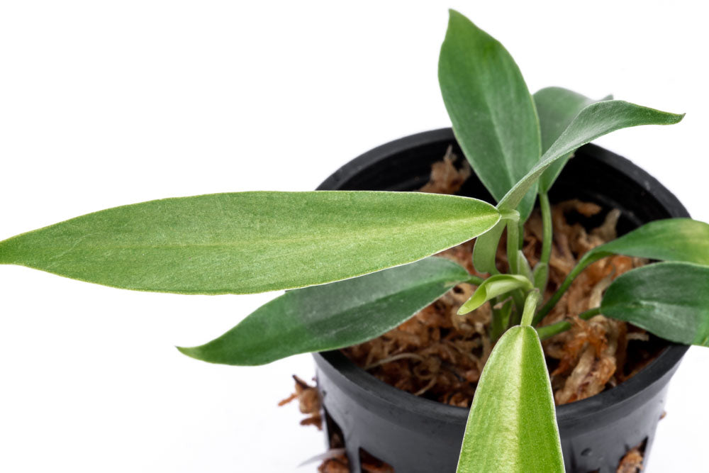 Philodendron Joepii - Bare Root - Glass Aqua