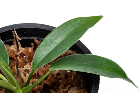 Philodendron Joepii - Bare Root - Glass Aqua