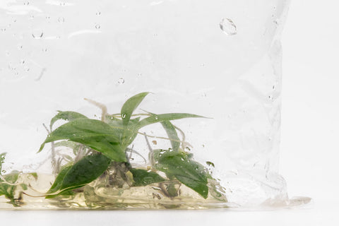Philodendron Minarum | Aroid House Plants - Glass Aqua