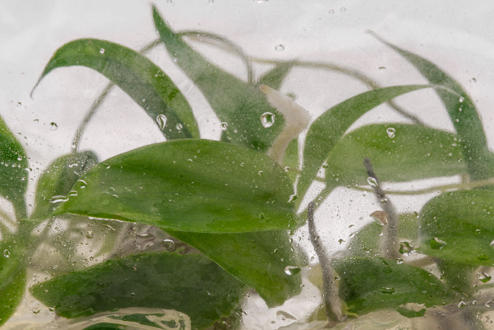 Philodendron Minarum | Aroid House Plants - Glass Aqua