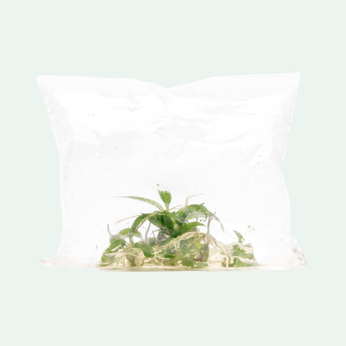 Philodendron Minarum | Aroid House Plants - Glass Aqua