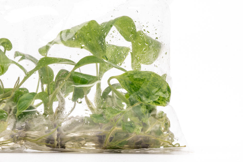 Philodendron Paraiso Verde | Rare Aroid House Plant - Glass Aqua