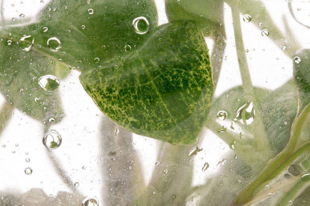 Philodendron Paraiso Verde | Rare Aroid House Plant - Glass Aqua