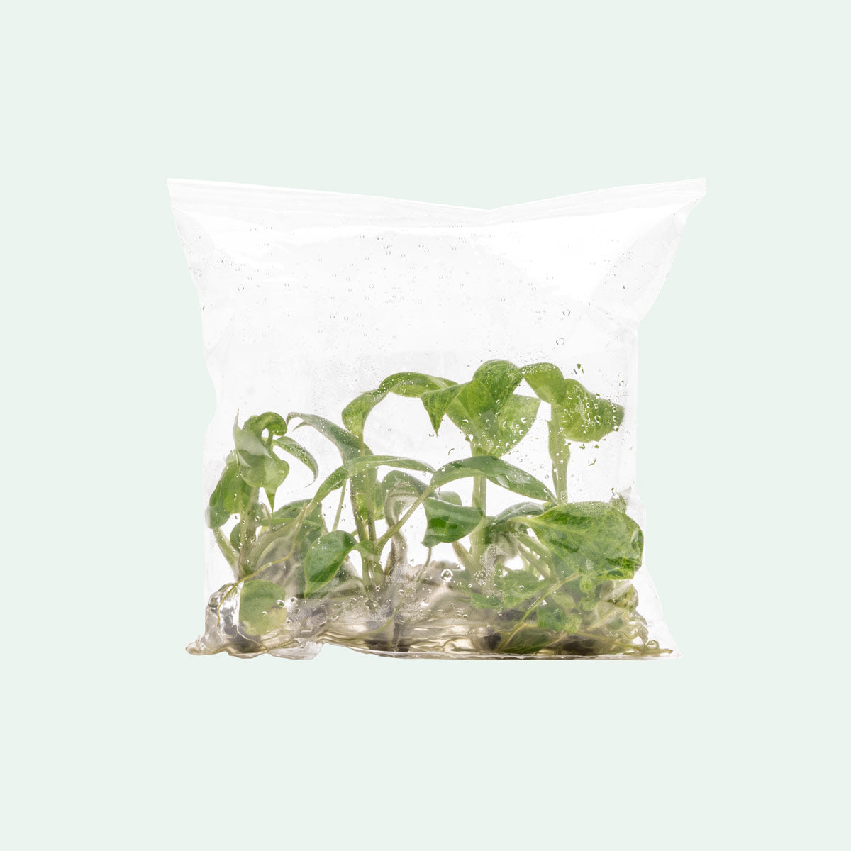 Philodendron Paraiso Verde | Rare Aroid House Plant - Glass Aqua