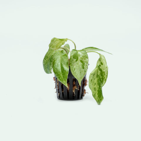 Philodendron Paraiso Verde - Bare Root - Glass Aqua