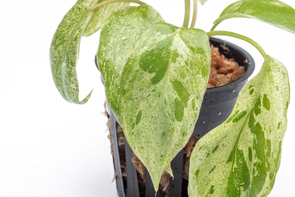 Philodendron Paraiso Verde - Bare Root - Glass Aqua