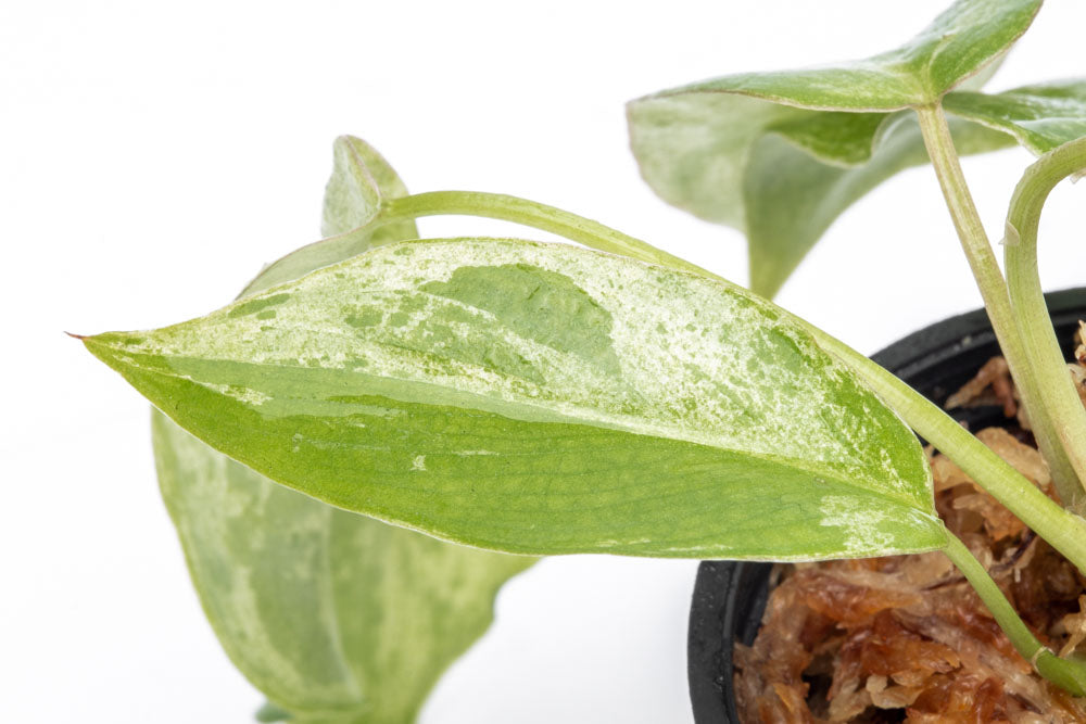 Philodendron Paraiso Verde - Bare Root - Glass Aqua