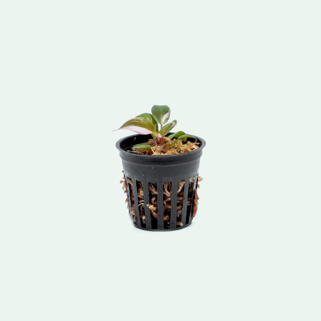Philodendron Pink Princess - Bare Root - Glass Aqua