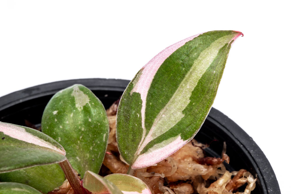 Philodendron Pink Princess - Bare Root - Glass Aqua