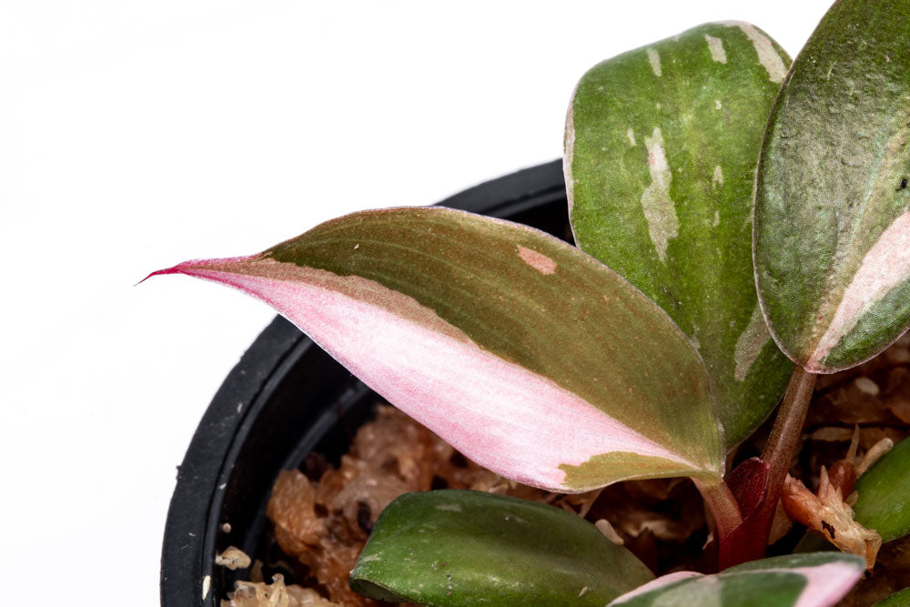 Philodendron Pink Princess - Bare Root - Glass Aqua