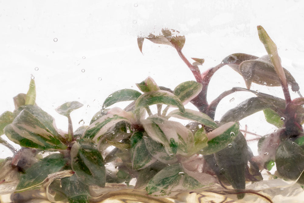 Philodendron Pink Princess | Rare Aroid House Plant - Glass Aqua