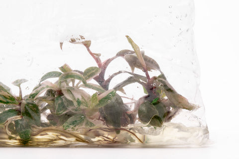 Philodendron Pink Princess | Rare Aroid House Plant - Glass Aqua