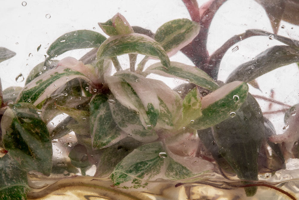 Philodendron Pink Princess | Rare Aroid House Plant - Glass Aqua