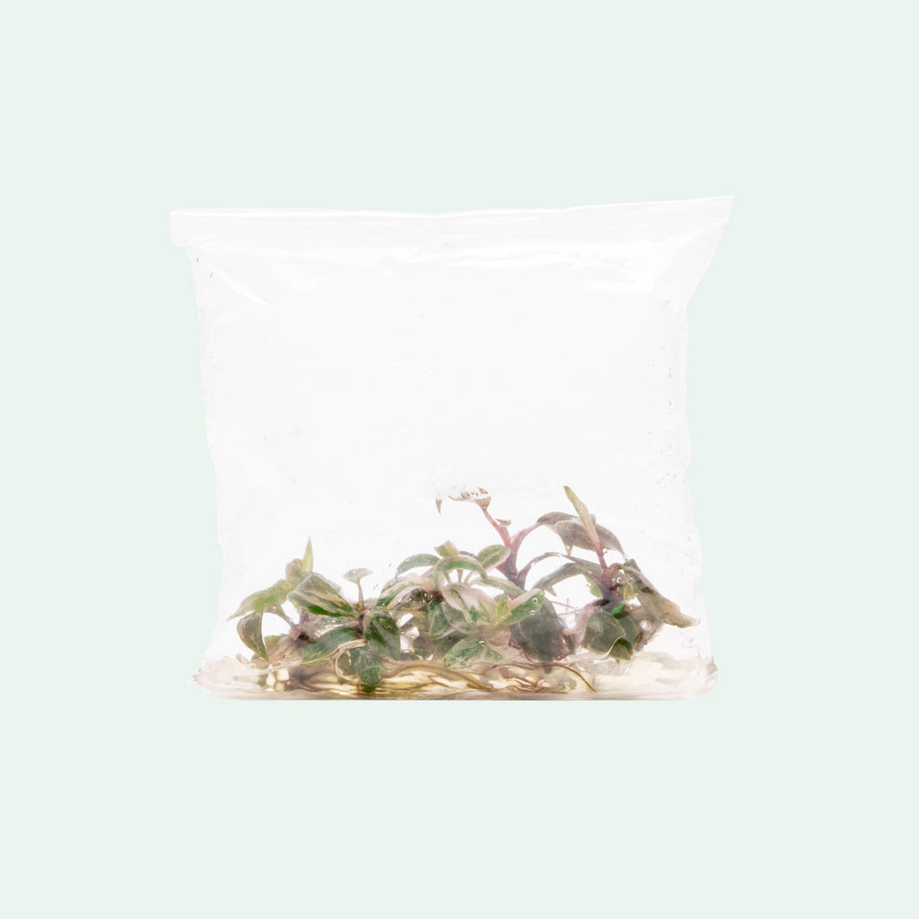 Philodendron Pink Princess | Rare Aroid House Plant - Glass Aqua