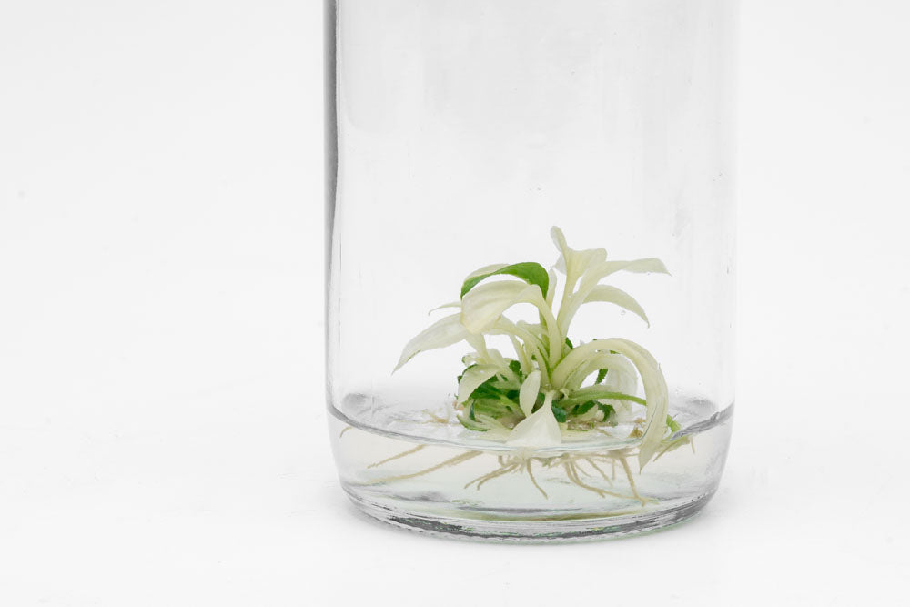Philodendron Ring of Fire | Rare Aroid House Plant - Glass Aqua